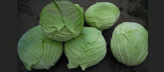 圆白菜